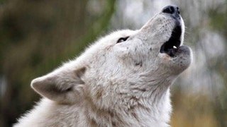 Couverture du livre La Sagesse d'un Chien Perdu Nommé Jake, de Brigitte Finkiewicz